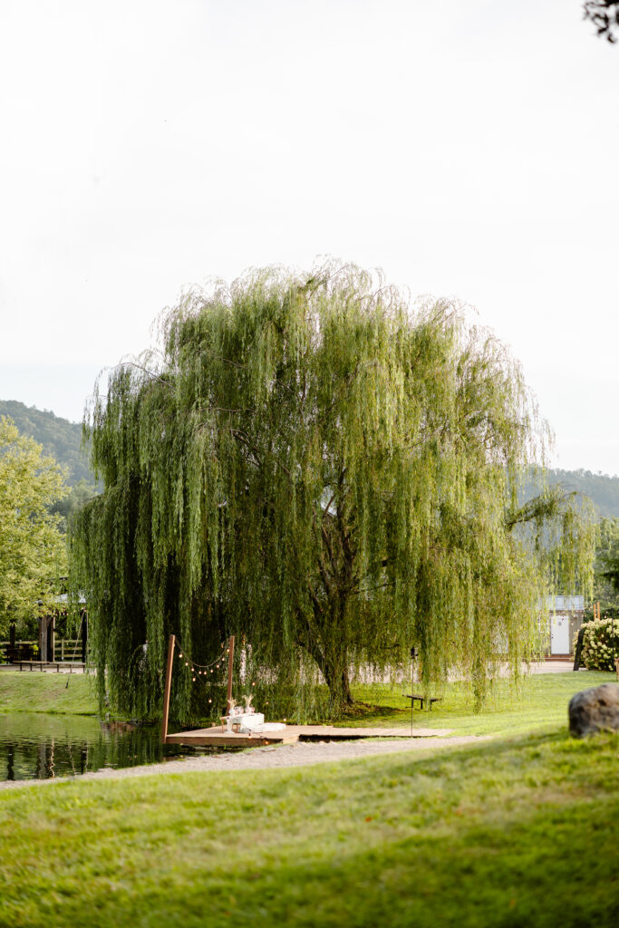 Gorgeous willow tree at big spring farm 